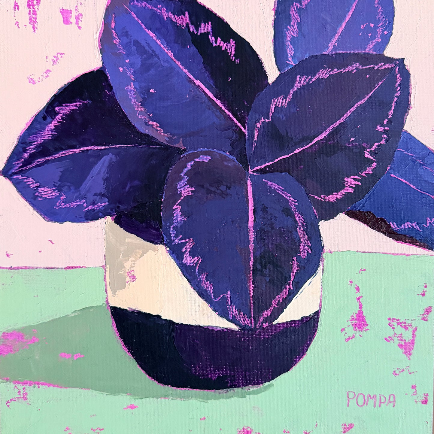Black Calathea