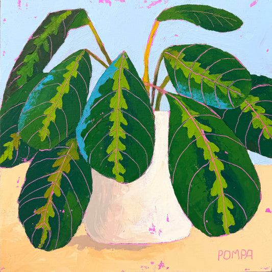 Maranta Tricolor